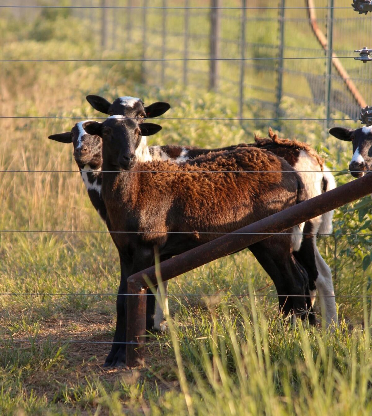 Halter Ranch Winery Best Of Texas Wine Country