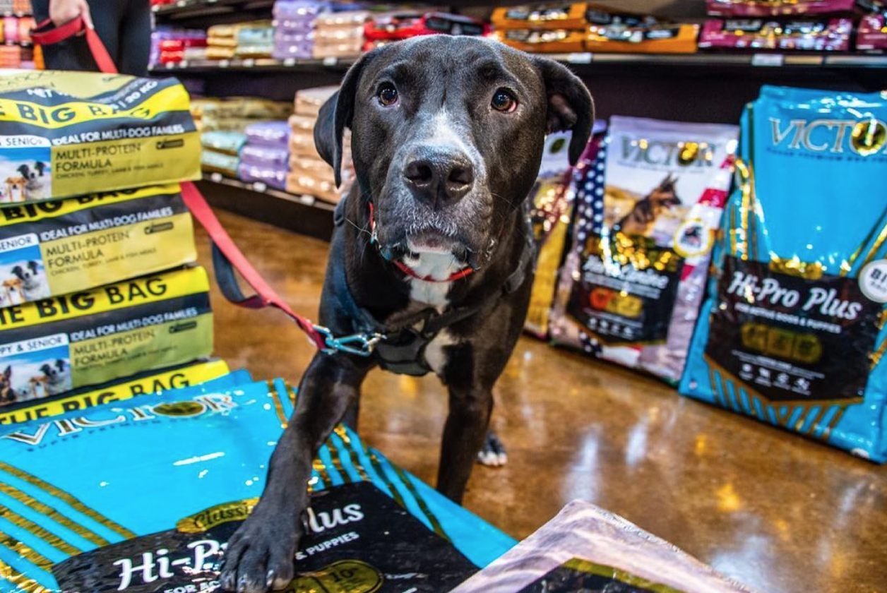 The Natural Dog Pet Food Market Best of Winston