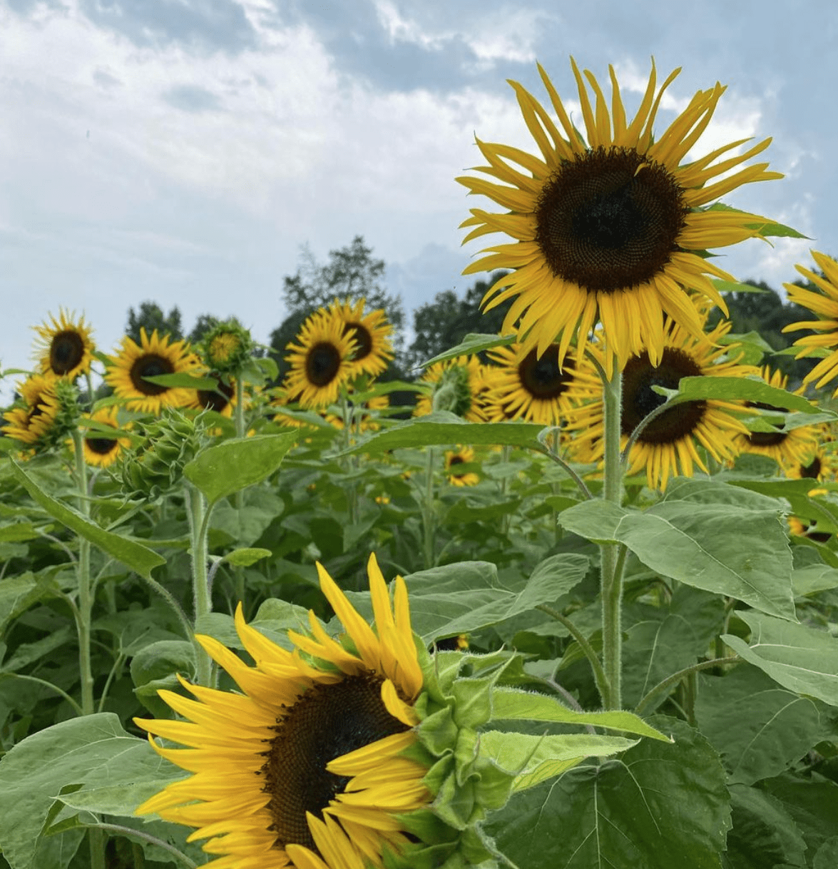 Dewberry Farms Best of Winston