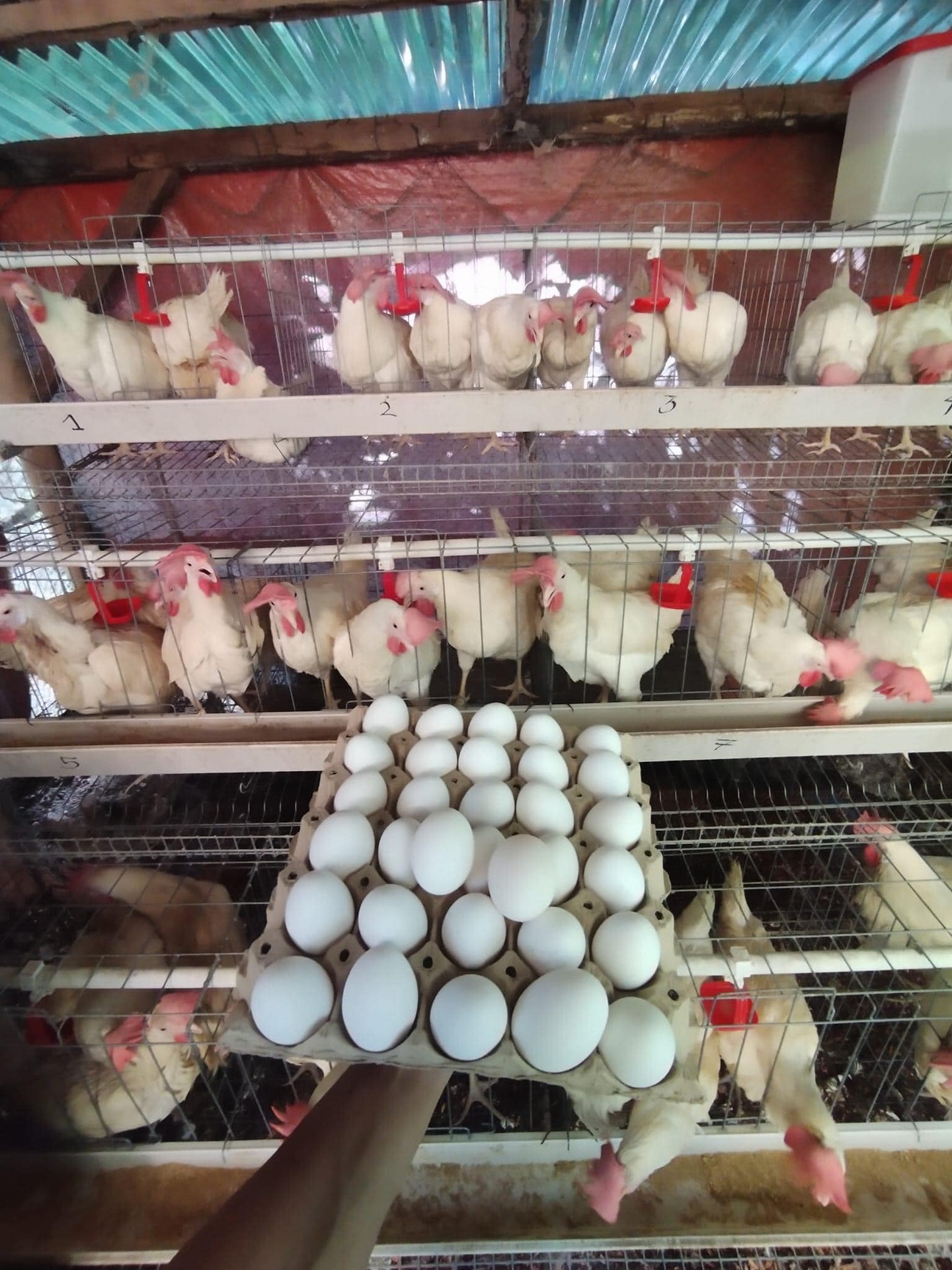 The Egg Tray Mold is Key Component in Sustainable Egg Tray Production