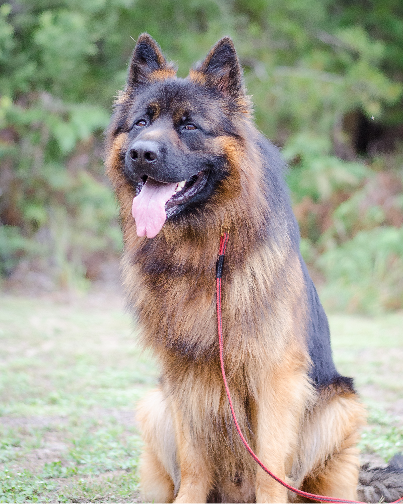 Best Paw Forward Dog Training