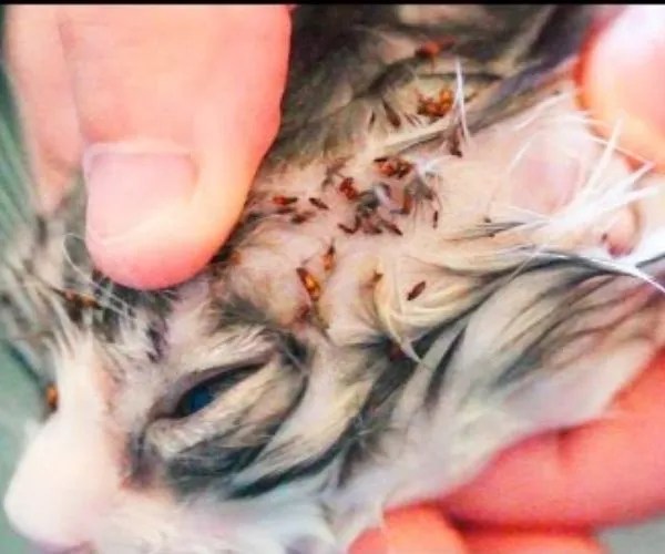 How To Get Rid of Fleas Top Flea Home Remedies