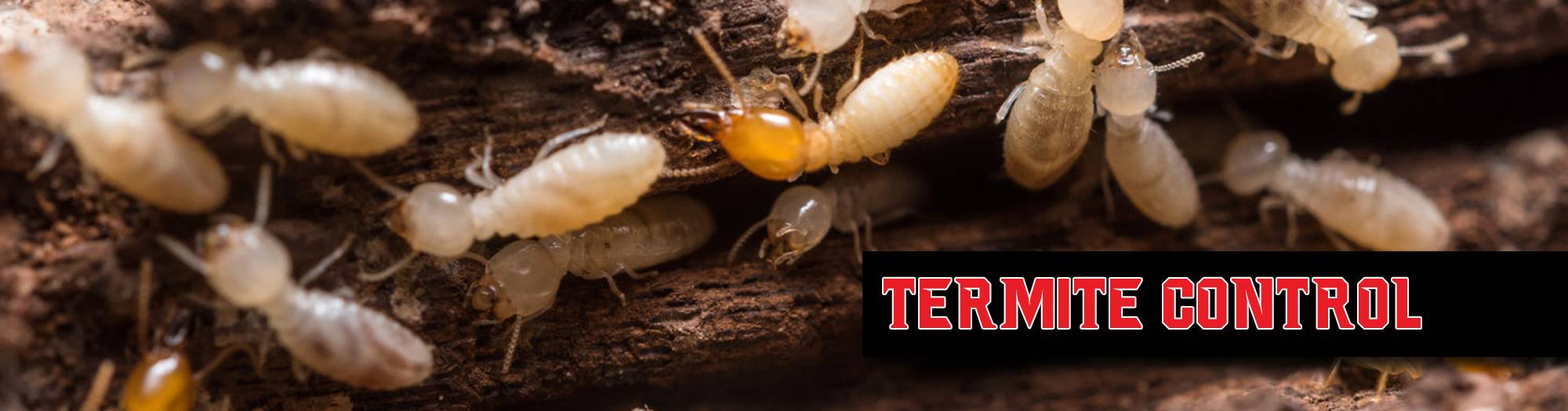 Best Pest Control Western Slope CO Wildlife Control Services