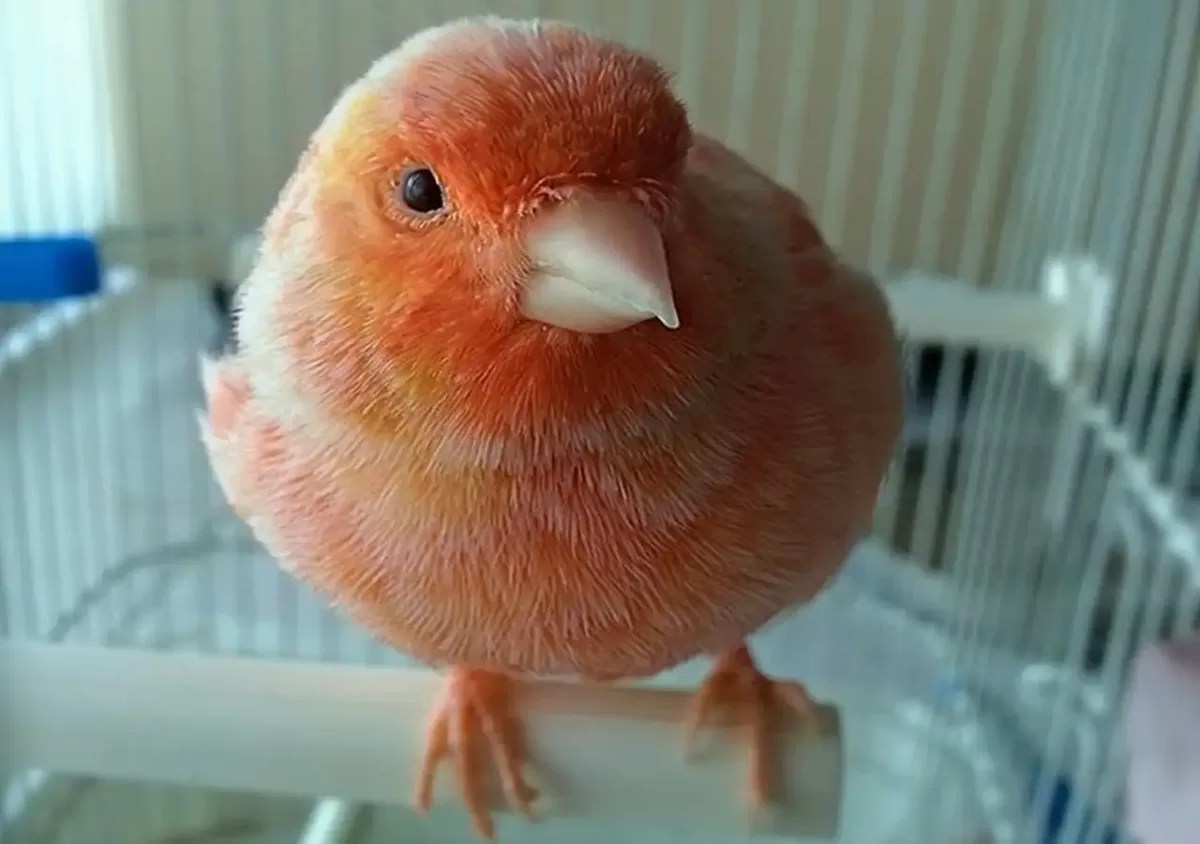 Are Canaries Good Pets? The Best Pet Birds