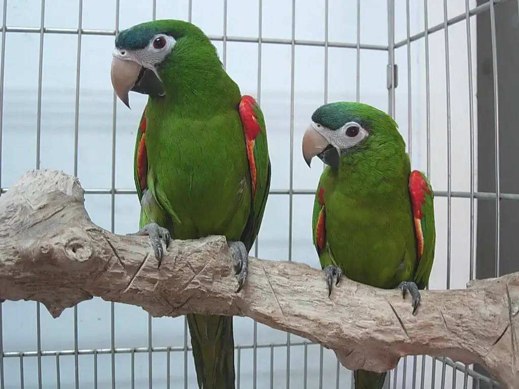 Hahn's Macaw Care Guide The Best Pet Birds
