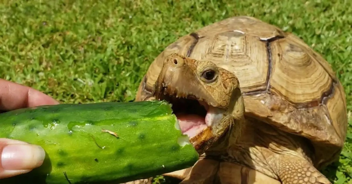 Turtles Best Pet Facts