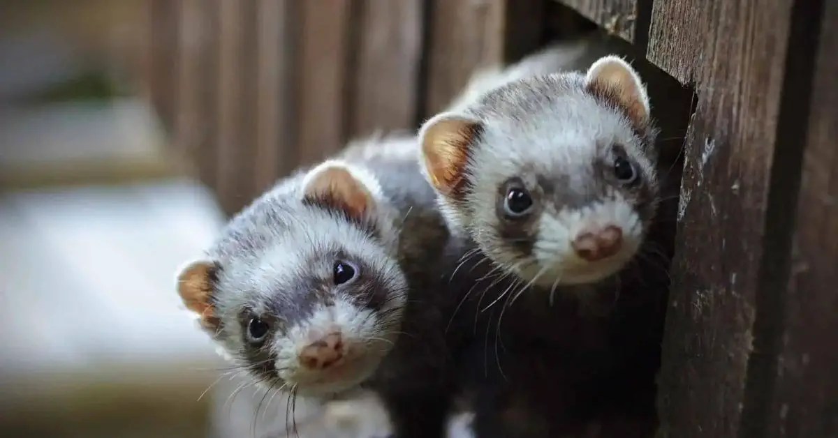 What Pets Go Well With Ferrets? A Comprehensive Guide Best Pet Facts