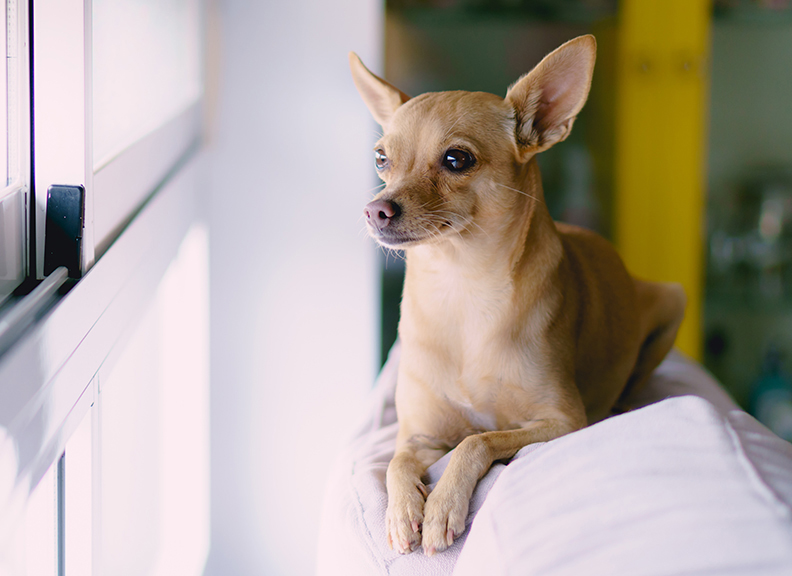 Best Pet Rx Response to COVID19 Outbreak Best Pet RX