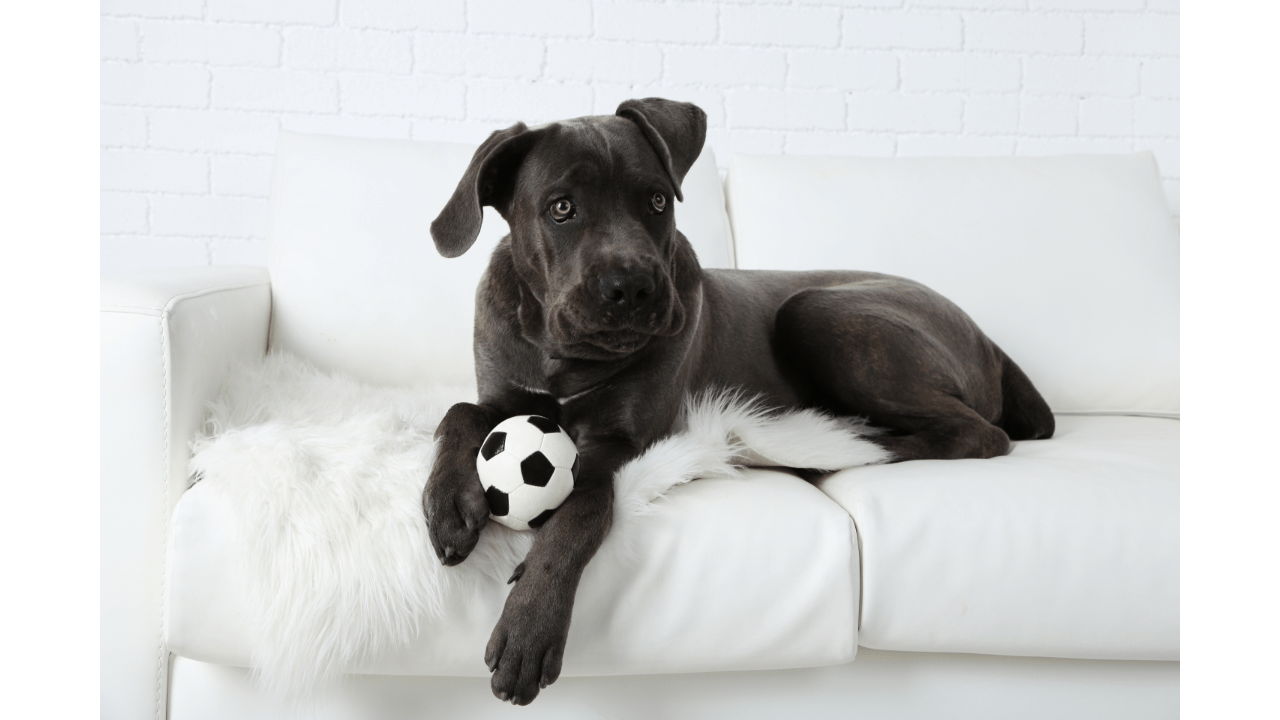Best pet bed for Cane Corso Best Pets Beds
