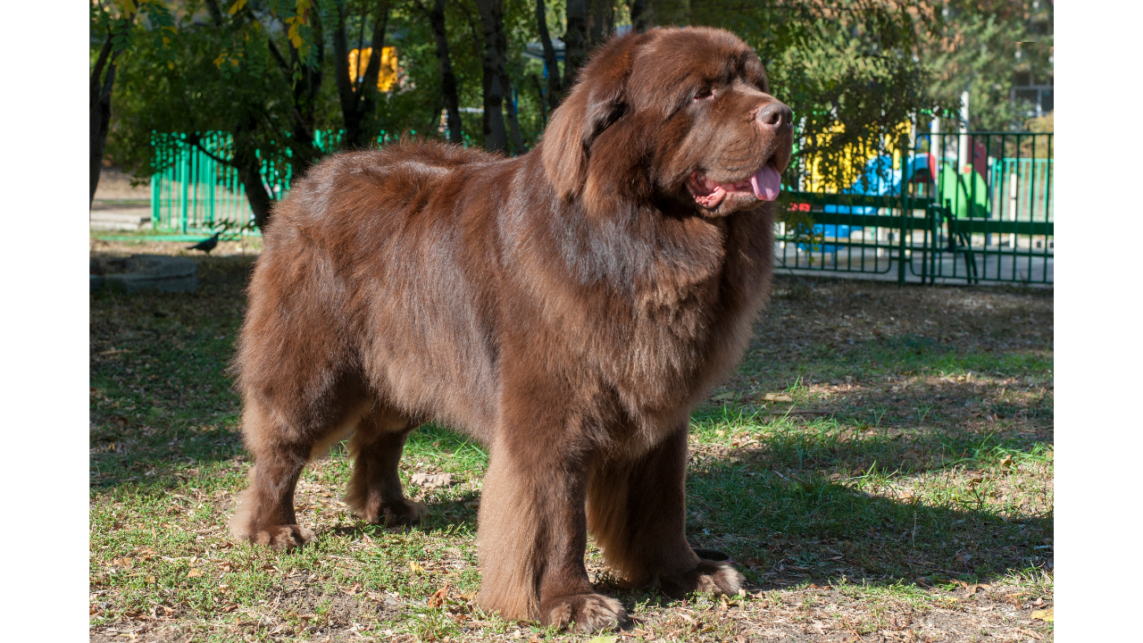 Best pet bed for Newfoundland Best Pets Beds