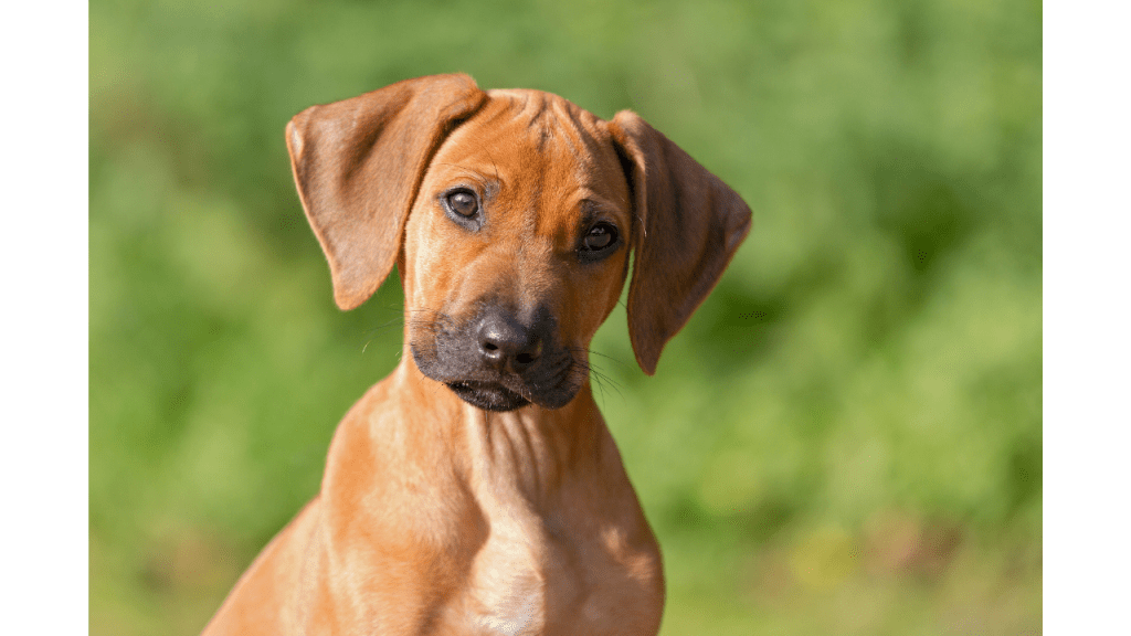 Best pet bed for Rhodesian Ridgeback Best Pets Beds