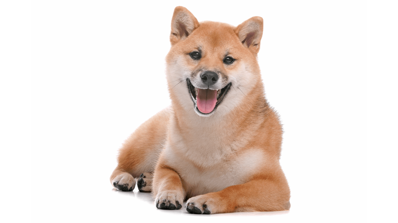 Best Pet Bed For Shiba Inu Best Pets Beds