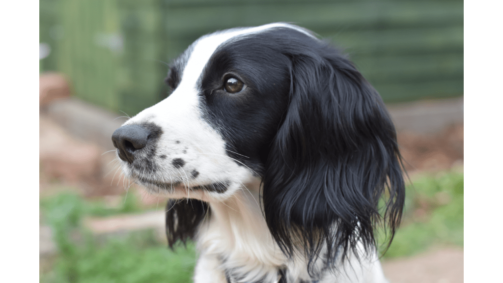 Best pet bed for Springer Spaniel Best Pets Beds