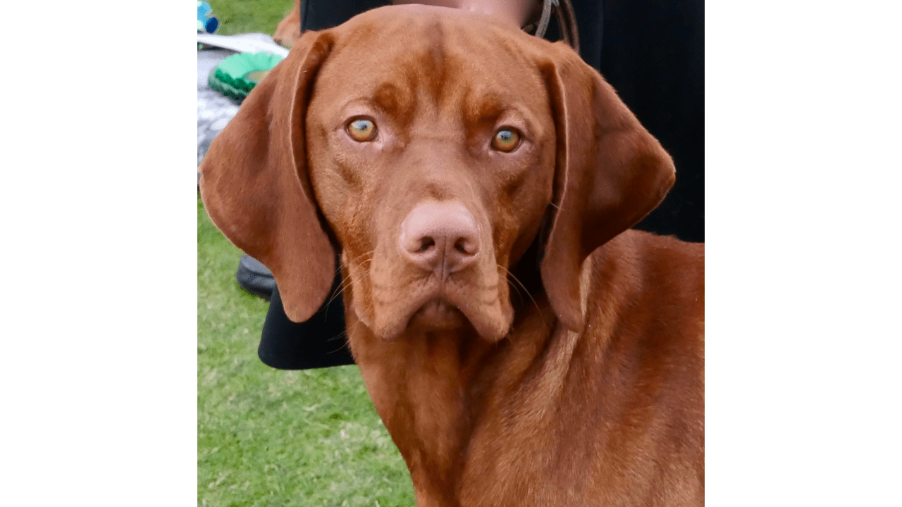 Best Pet Bed For Vizsla Best Pets Beds