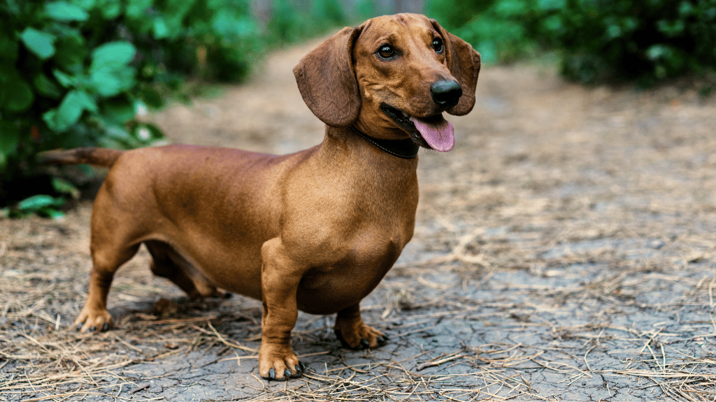 9 Dog Breeds That Don't Drool Finding a SlobberFree Companion Best