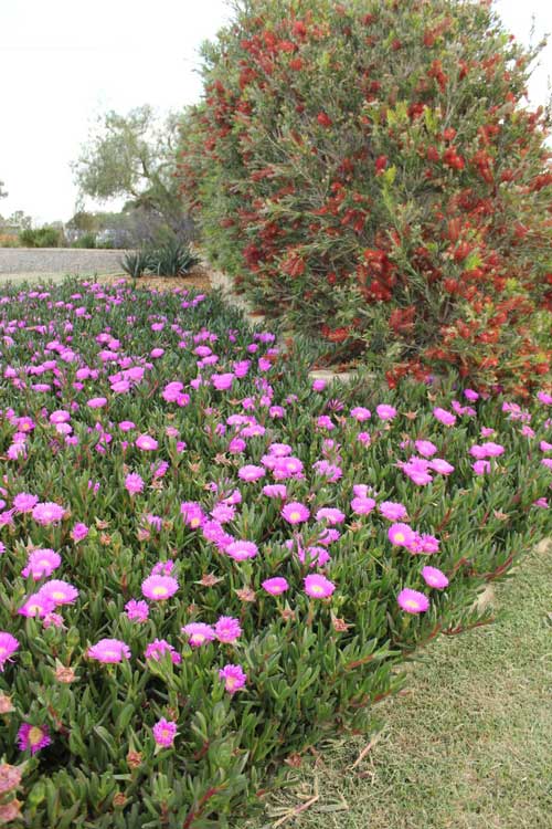 Best Australian native plants for sandy soils Best Plants