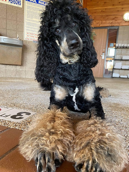 Poodle Health Issues. Do Poodles Have Health Problems? Best Poodle