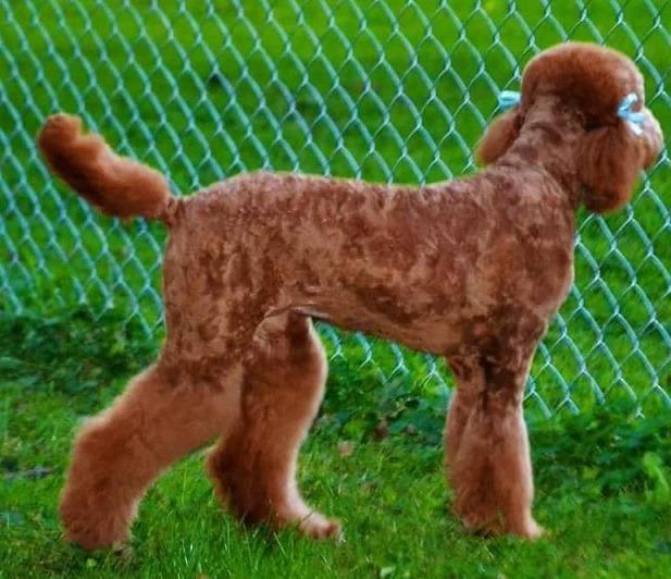 Poodle Coat Colors. Color and Poodle Personality. Which Colors Fade.