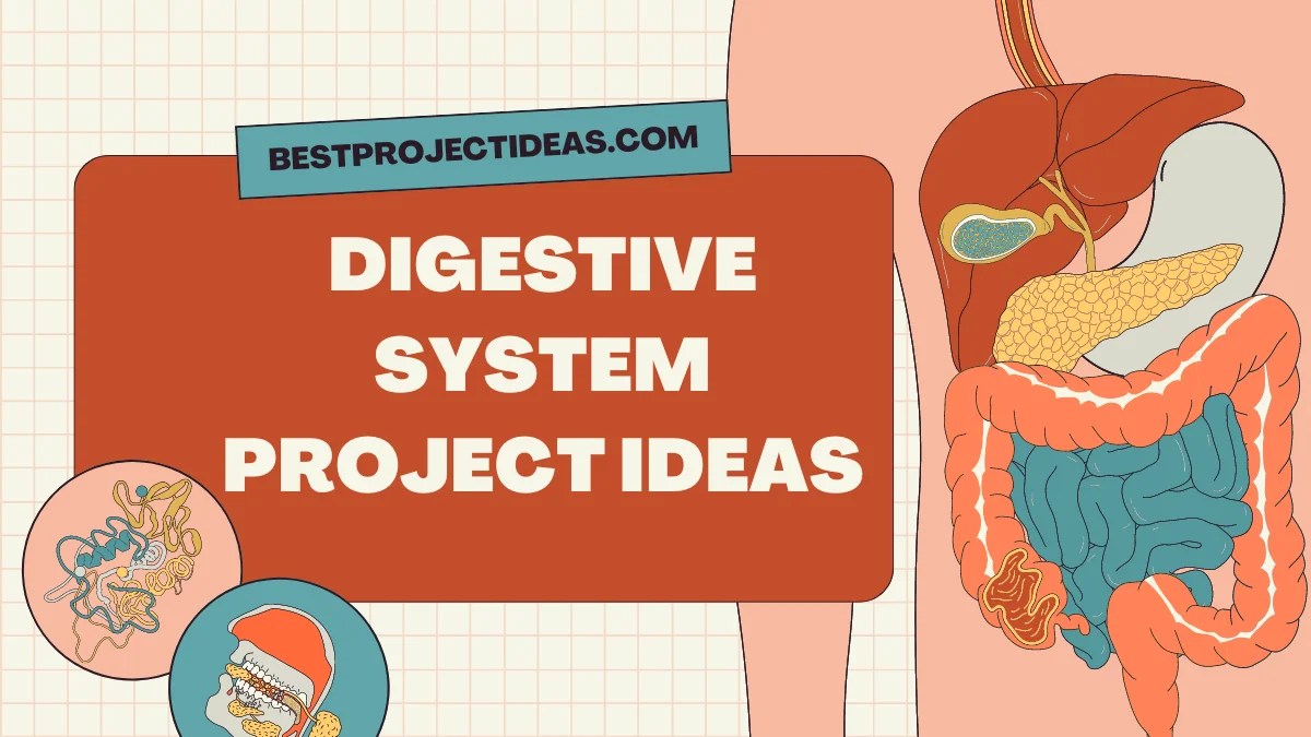 300 Best Digestive System Project Ideas For Students