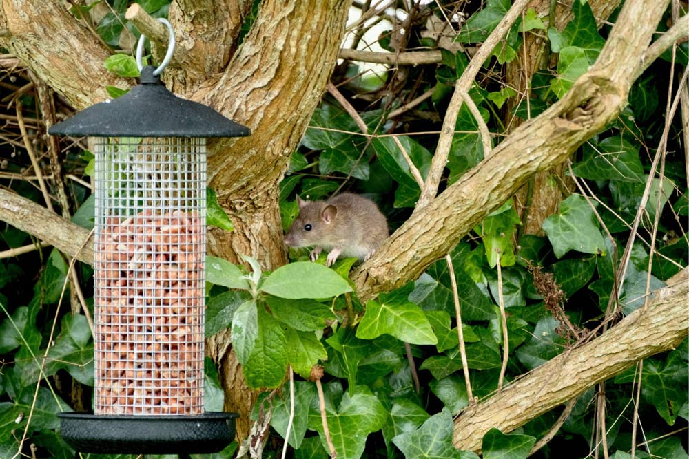 Best Rat Repellent Review 2020 Consumer Guides
