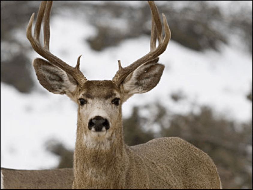 Animals that you can hunt in Oregon Best Rifle Scope