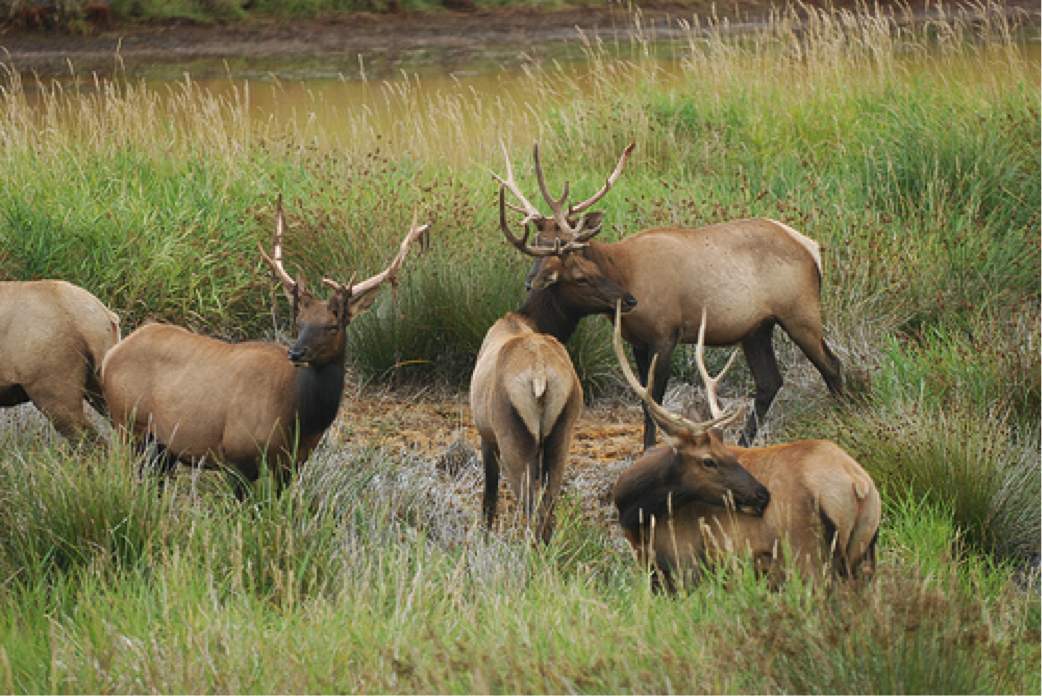 Animals that you can hunt in Oregon Best Rifle Scope