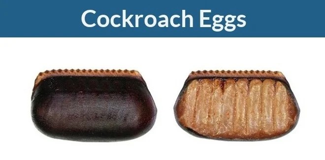 What Do Cockroach Eggs Look Like? 8 Type of egg Images