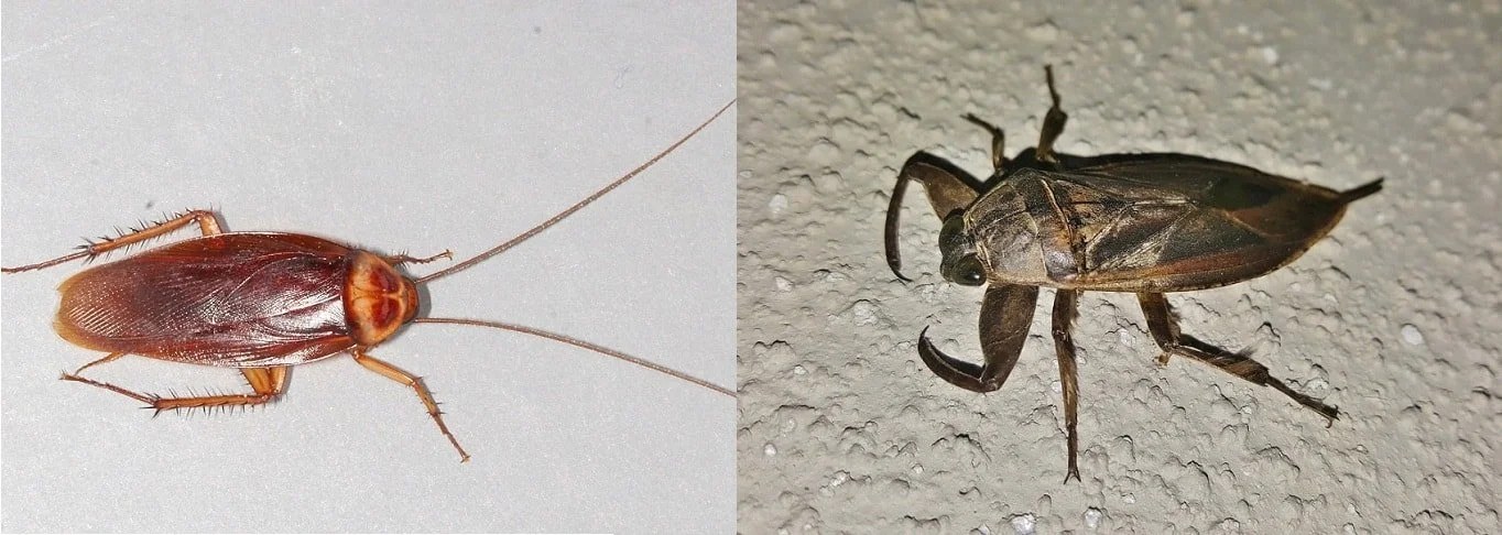 Waterbug What Does a Water Bug Look Like?