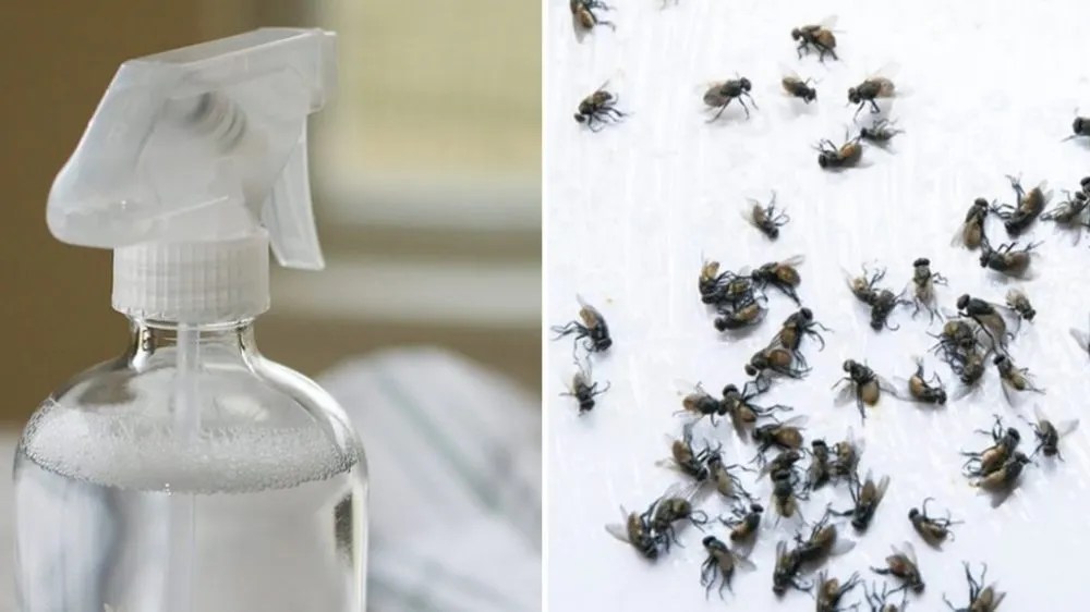 Eliminate flies when the heat arrives 1 foolproof method without water bottles Best Slimming