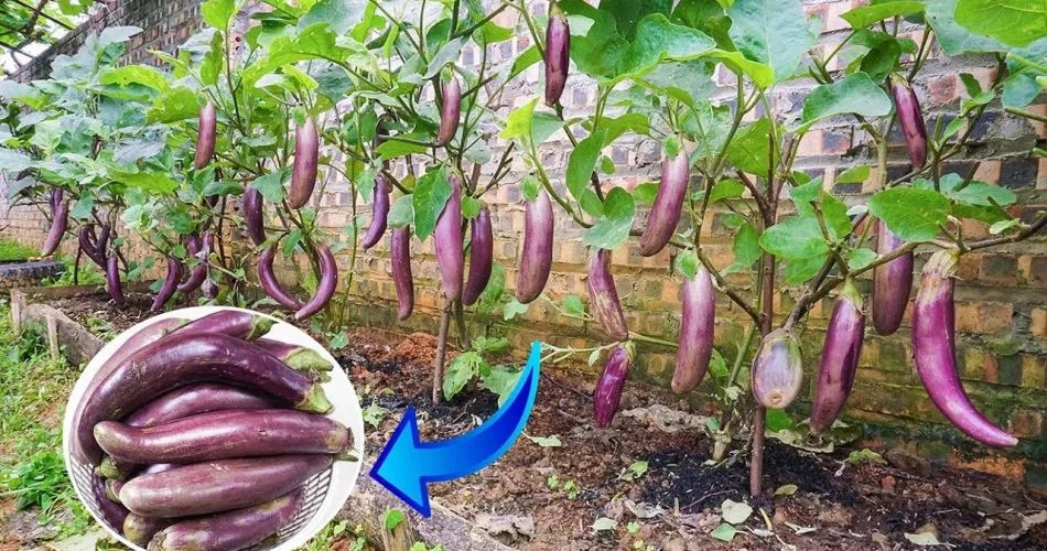 Cultivating Vibrant Eggplants at Home Best Slimming World