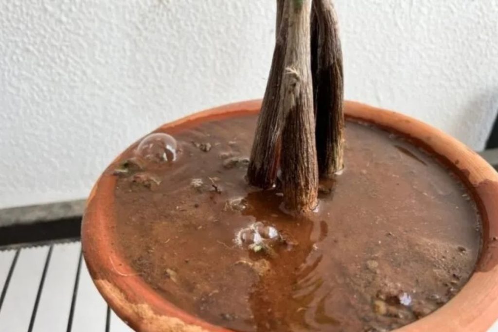 How To Revive Money Tree The Best Stepbystep Guide 2022