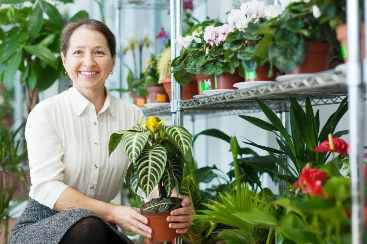 Zebra Plant Care The Best Gardener's Guide From 2022