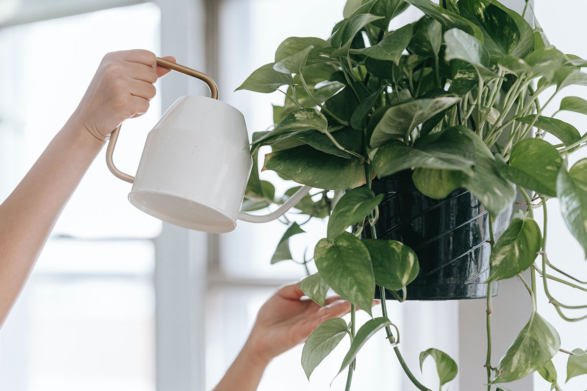 I Overwatered My Plant Top 10 Ways To Save A Plant At Home