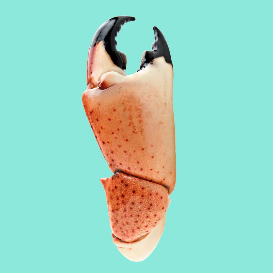 Lowest Priced Fresh Colossal Stone Crab Claws Online Stone Crab Wholesale