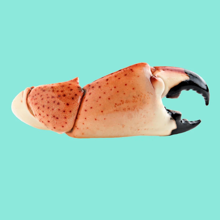 Lowest Priced Fresh Colossal Stone Crab Claws Online Stone Crab Wholesale