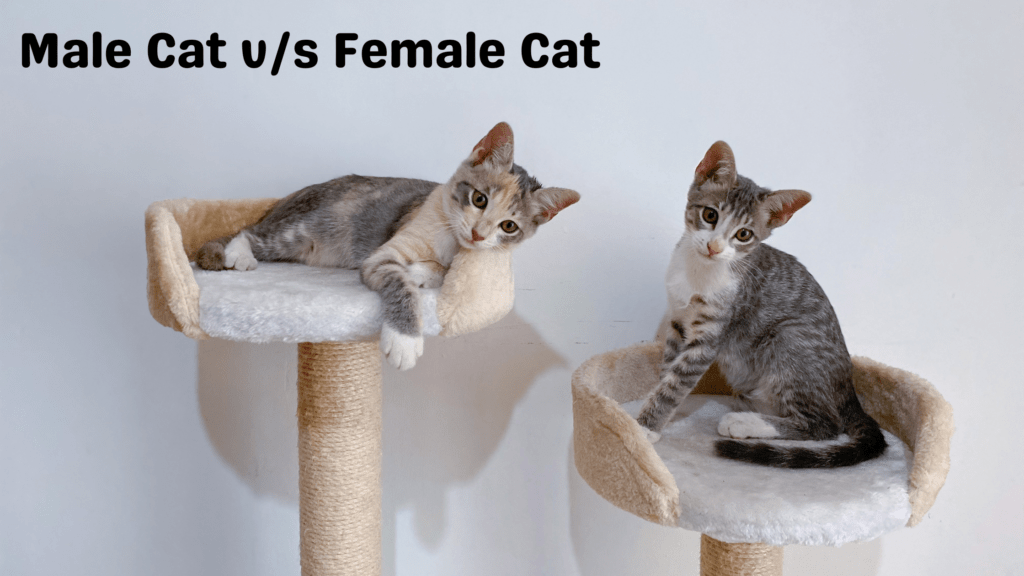 How to choose a Cat? Best Stuff Hub