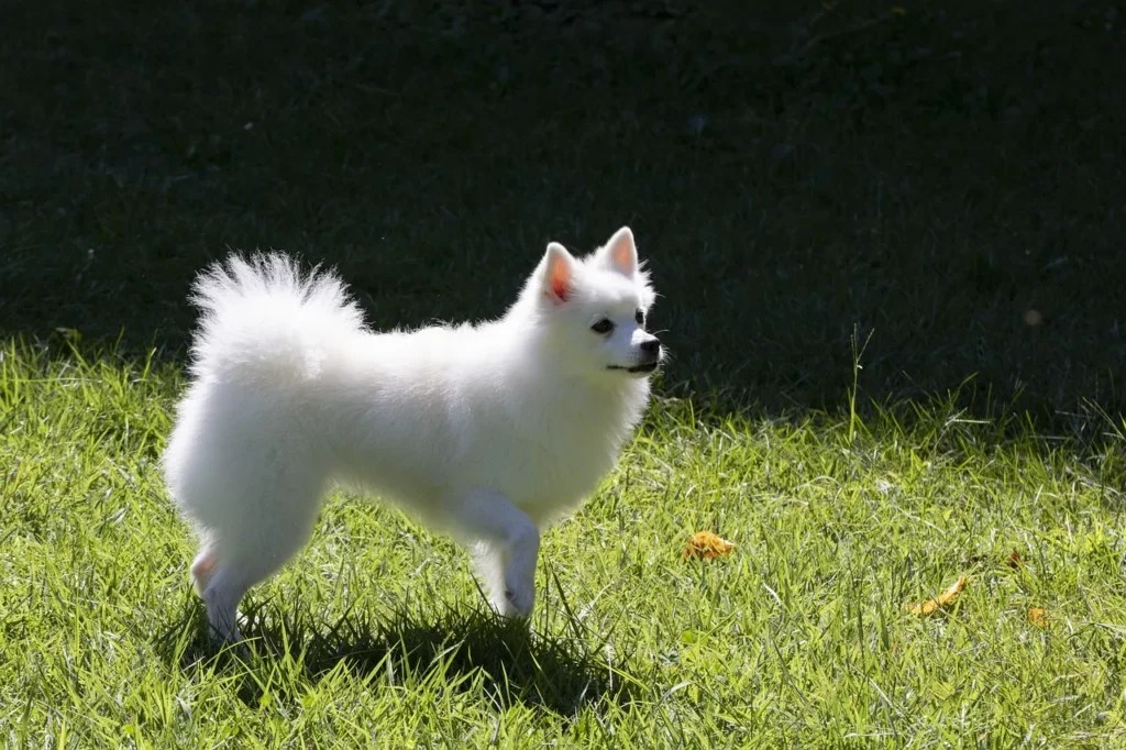German Spitz Breed Profile, Price, Care, 12 Facts, Food