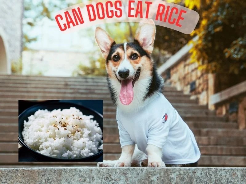 Can Dogs Eat Rice 8 Benefits, Risks, Can Feed Daily?
