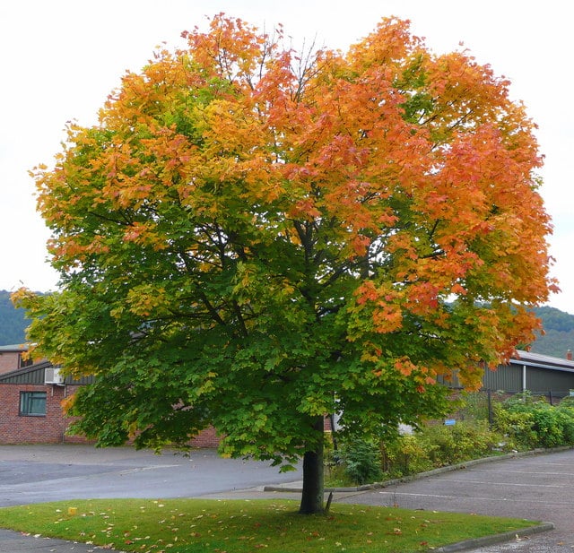 Types of Maple Trees Best Trees To Plant