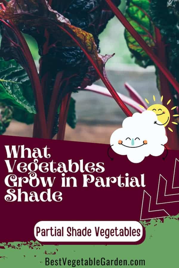 What Vegetables Can Grow In Partial Shade or Sun 2024