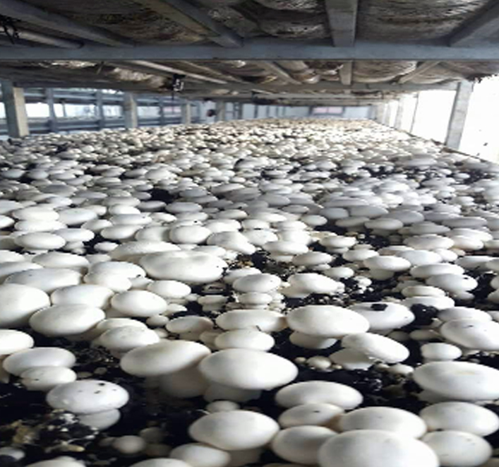 Mushroom grow chamber Best Will Innovations