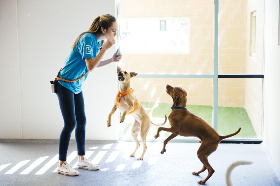 Dogtopia to open new Frisco location Community Impact