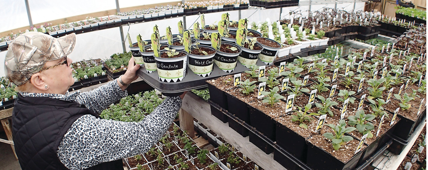 ‘You can’t stop spring’ The Timberjay