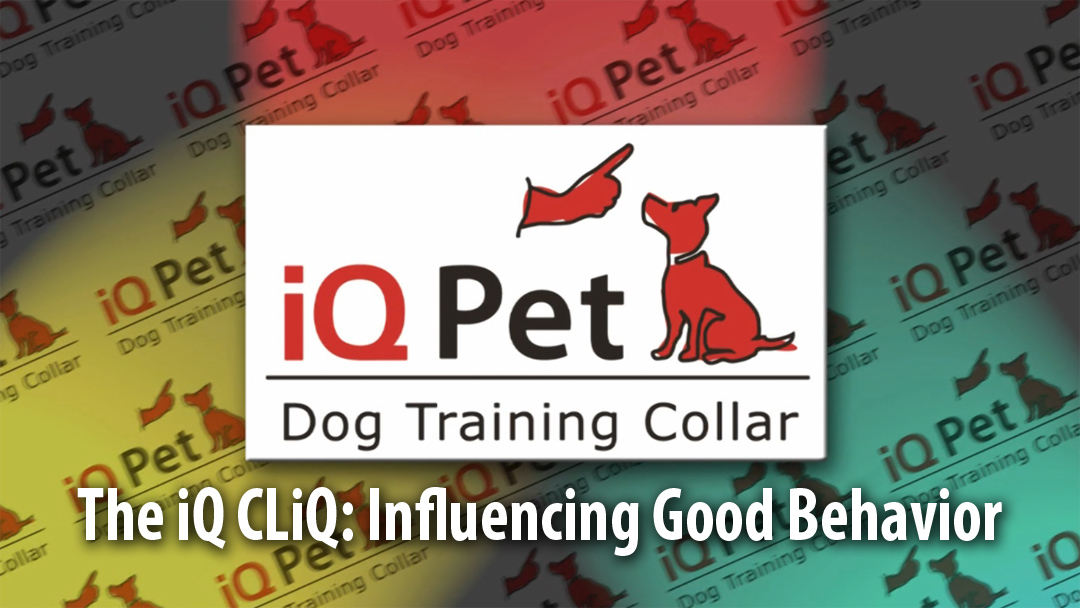 iQ Pet Dog Training Video Part 5 iQ Pet