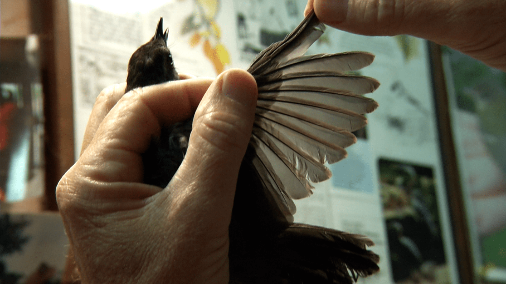 Scatterplots Annenberg Learner