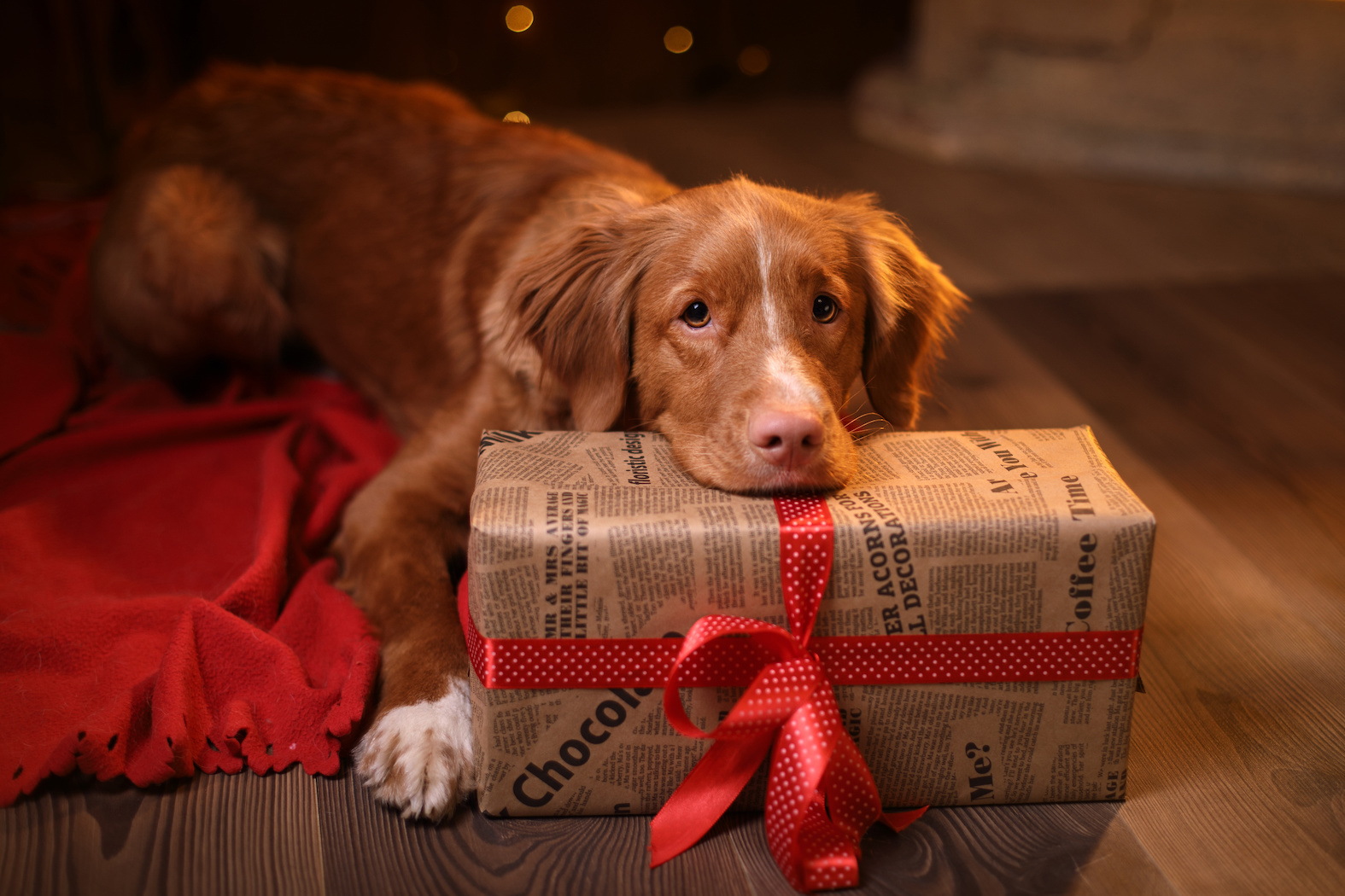 Dog Christmas presents A list of 12 gift ideas for your dog! Tromplo