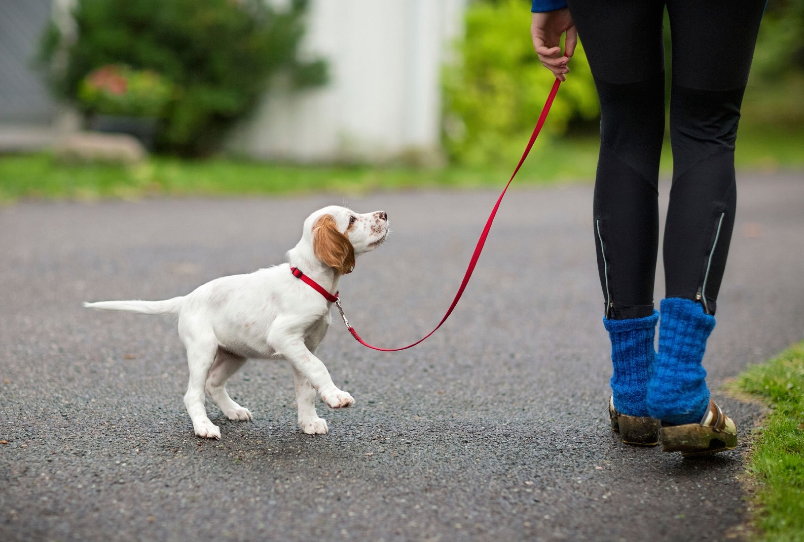 How to train a puppy to walk on a leash without pulling Tromplo