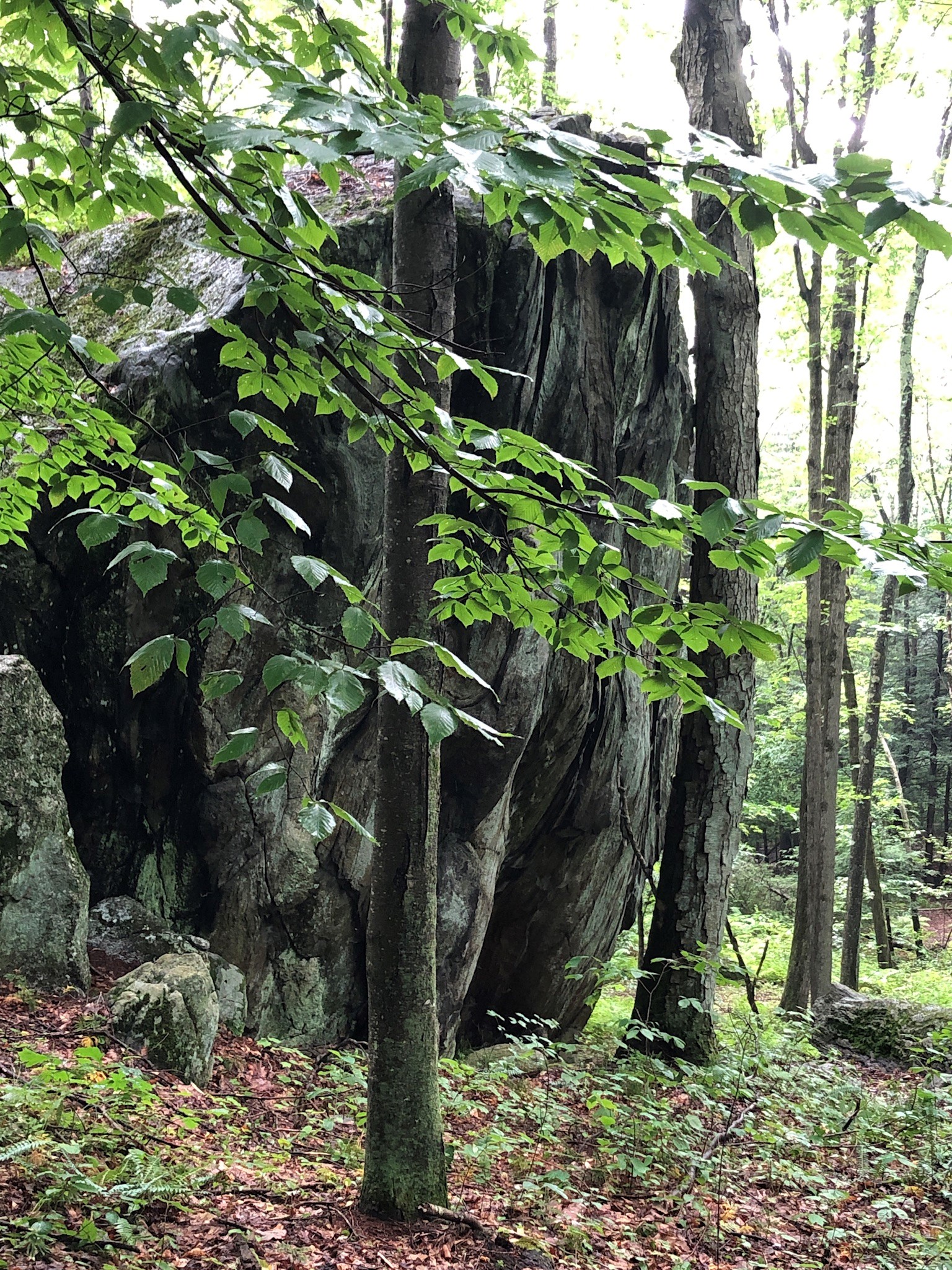The Bethany Land Trust