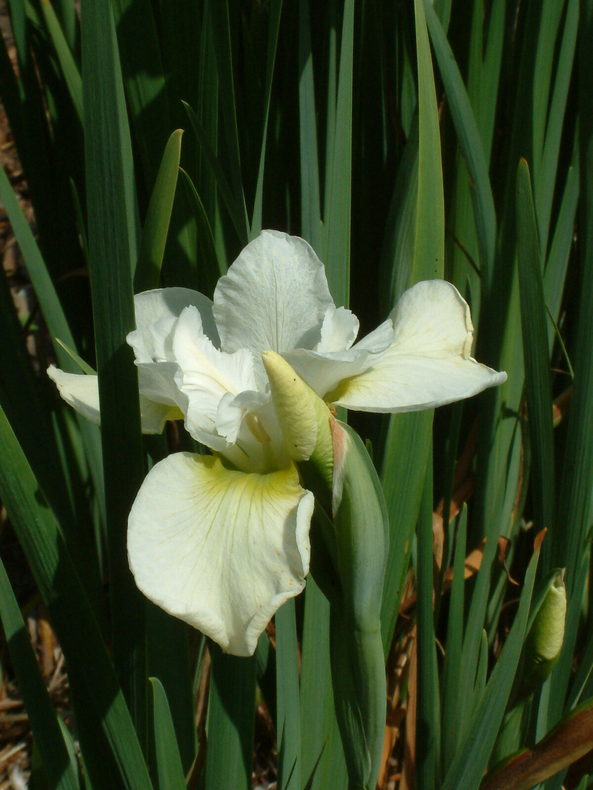 Iris 'Dreaming Green' (Sib) The Beth Chatto Gardens