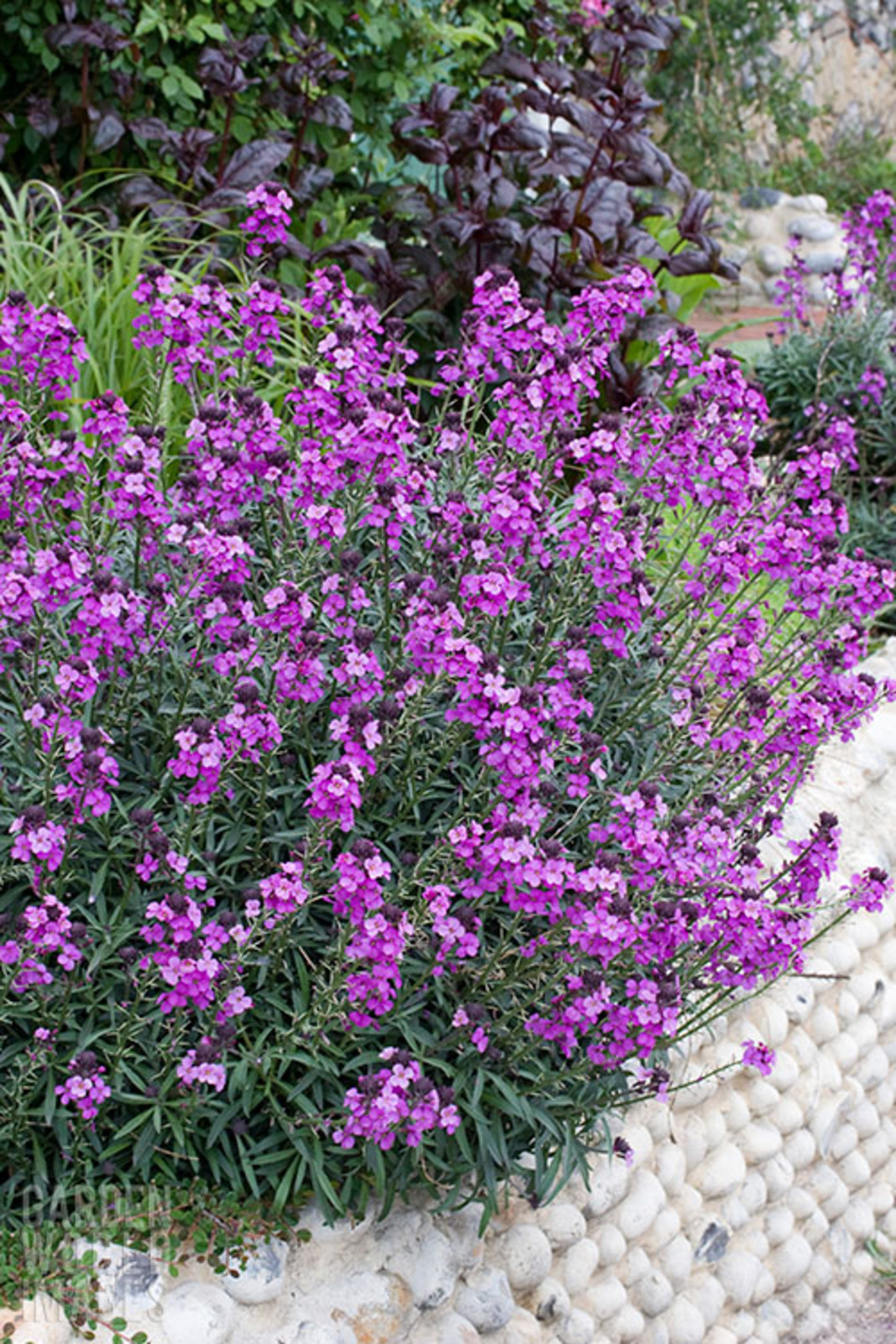 Erysimum 'Bowles's Mauve' The Beth Chatto Gardens